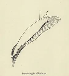 Sophtsluggia Glutinosa